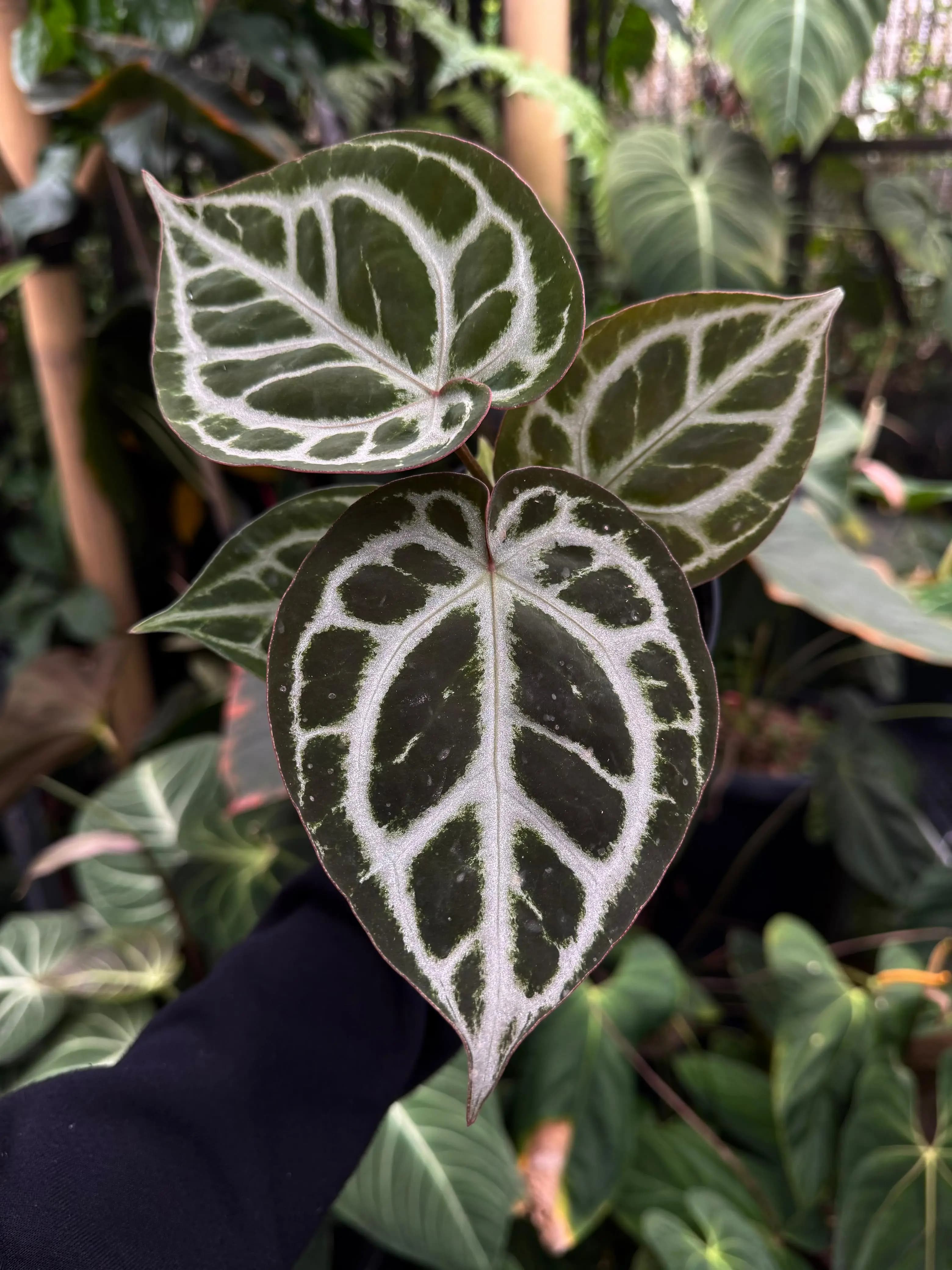 Anthurium (Dorayaki x RC) x Michelle