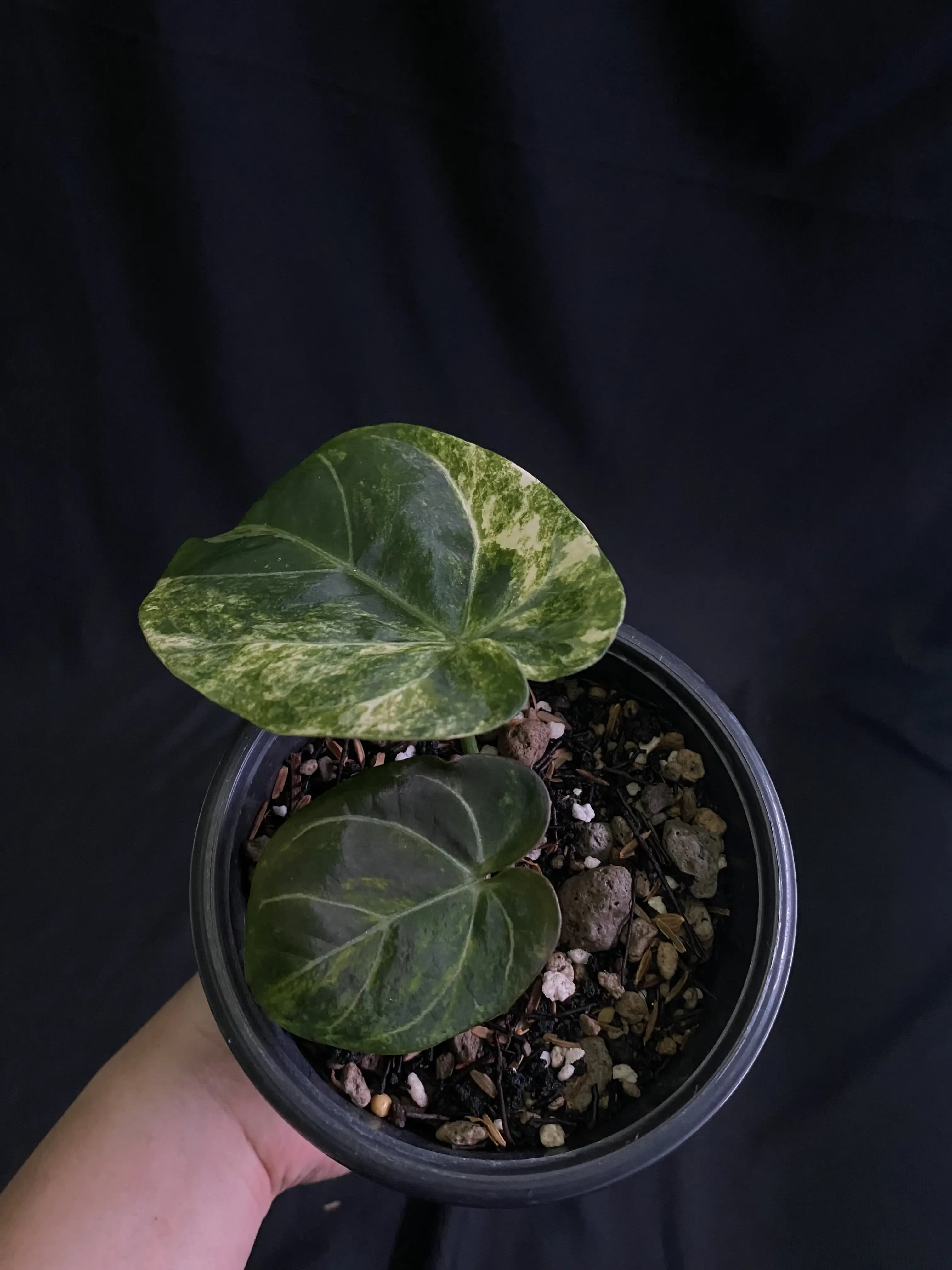 Anthurium Dressleri Variegated thumbnail 3