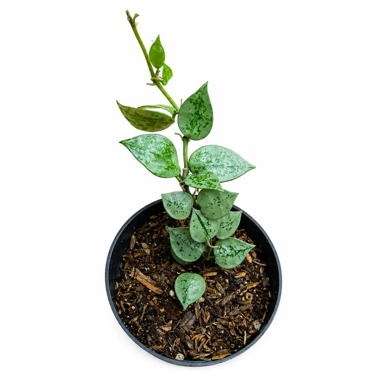 Hoya Krohniana Eskimo