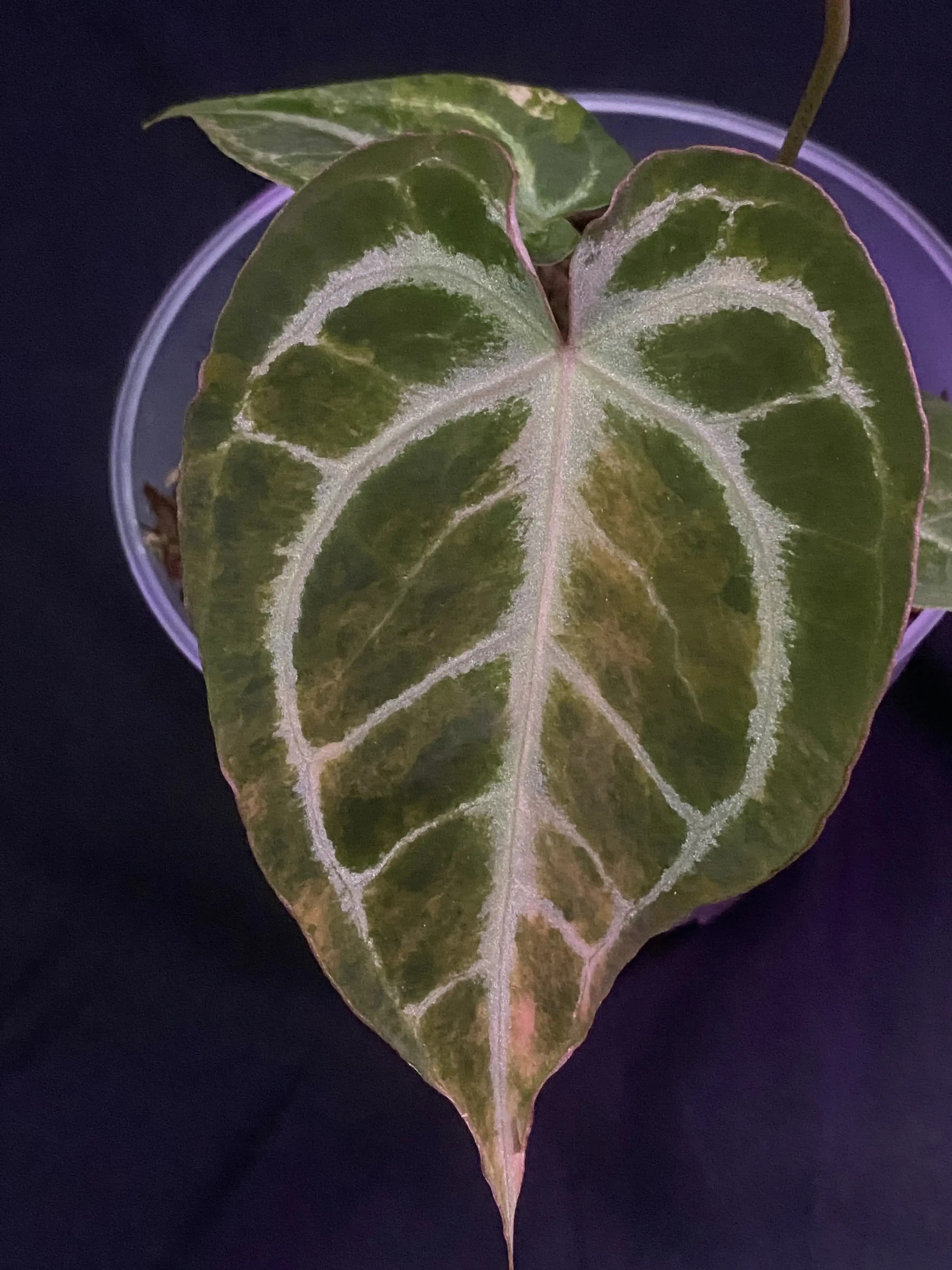Anthurium Hellboy Variegated