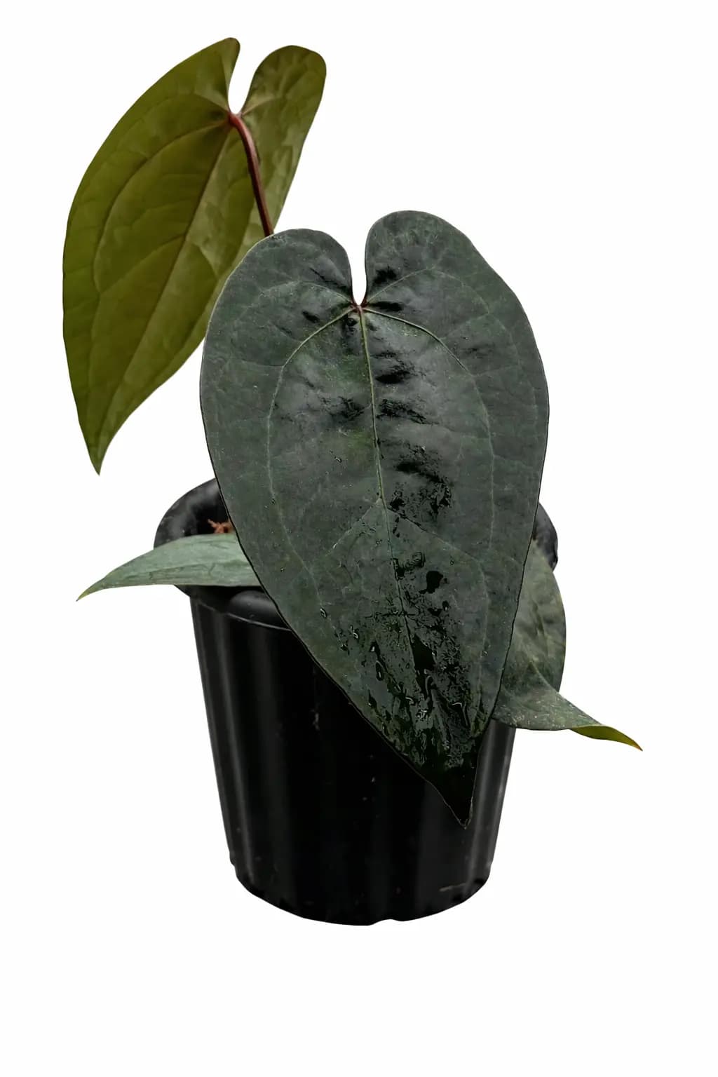 Anthurium Ace of Spades Tezula thumbnail 2