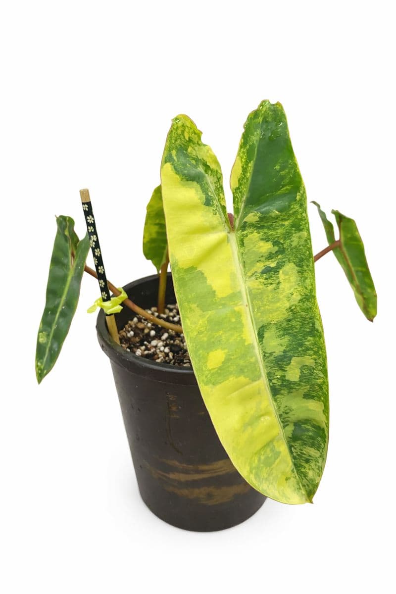 Philodendron Billietiae Variegated thumbnail 2