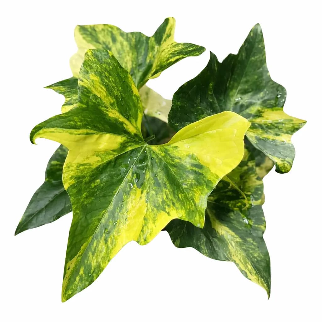 Anthurium Pterodactyl Variegated (Large)