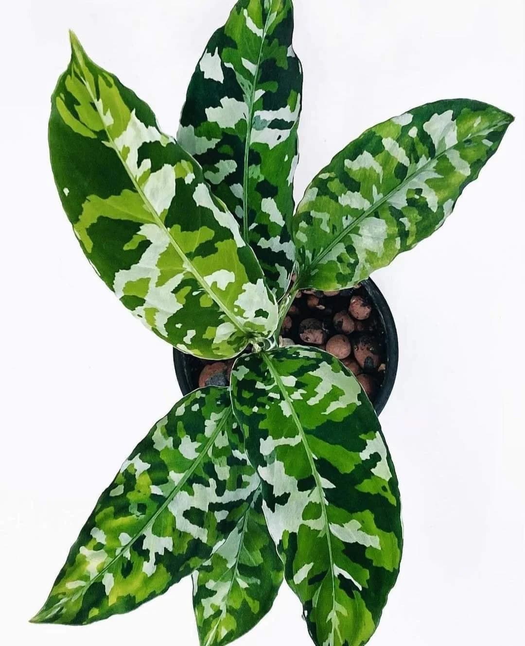 Aglaonema Pictum Tricolor