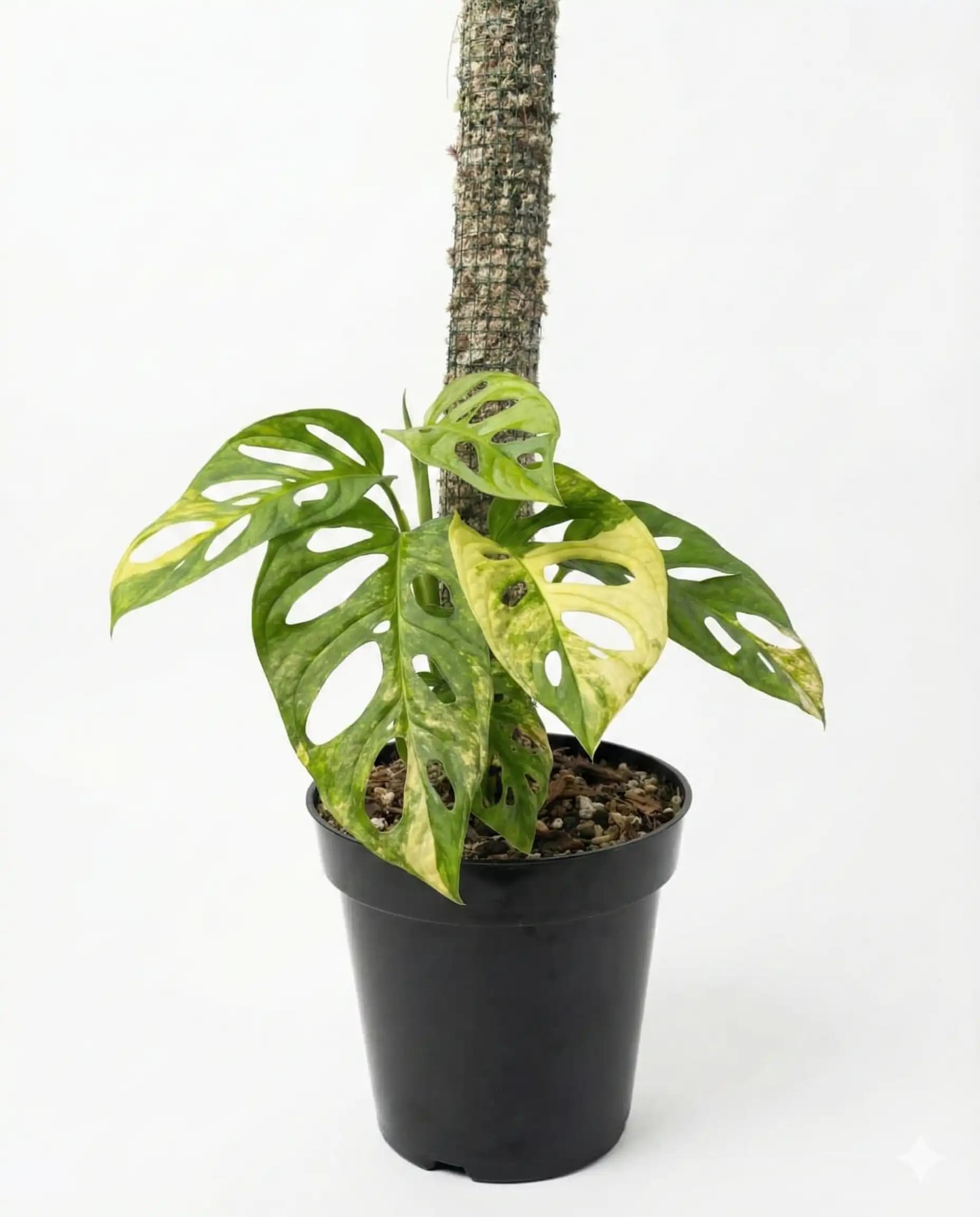 Monstera Adansonii Aurea