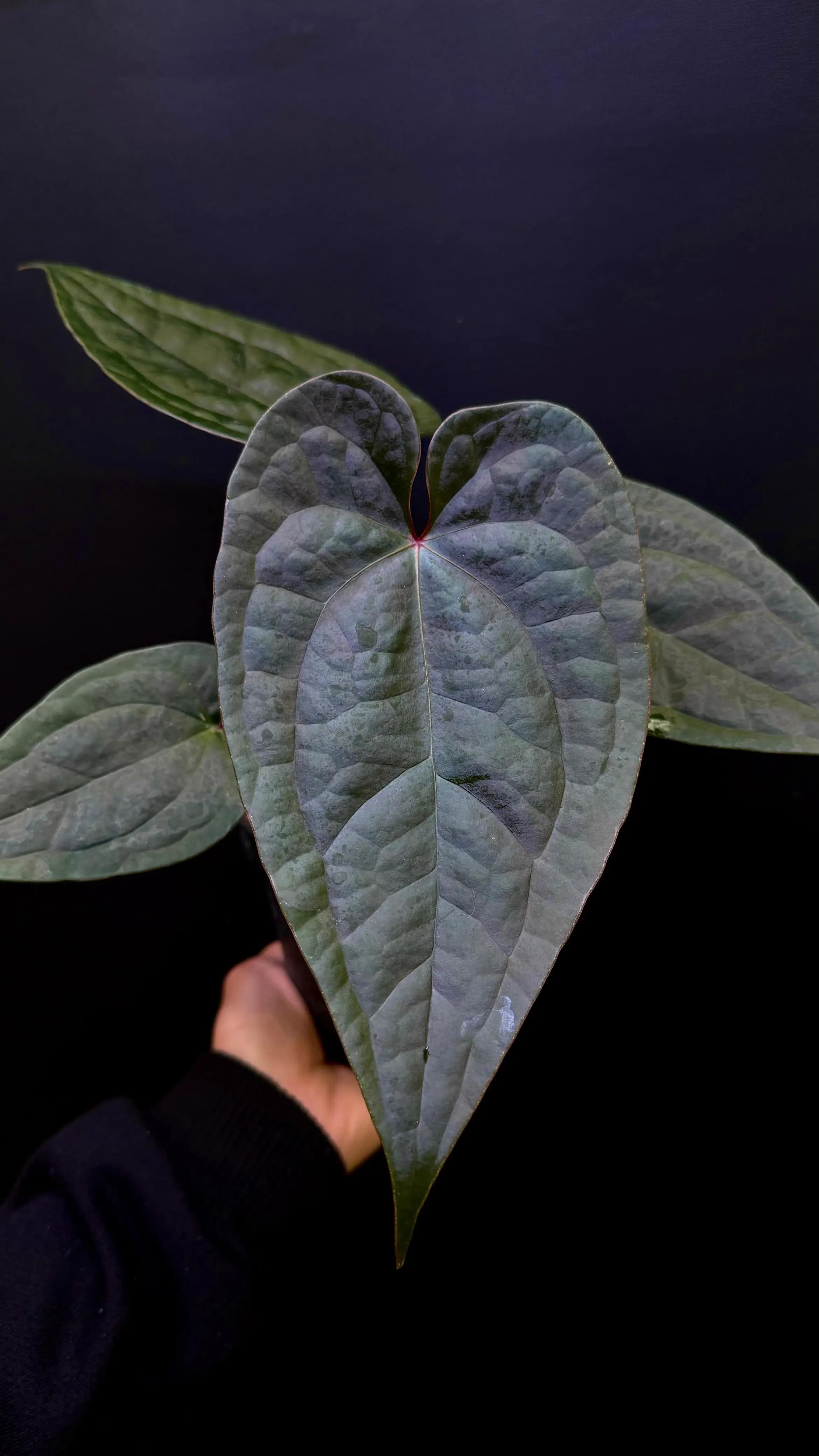 Anthurium Zara Michelle x Luxurians thumbnail 2