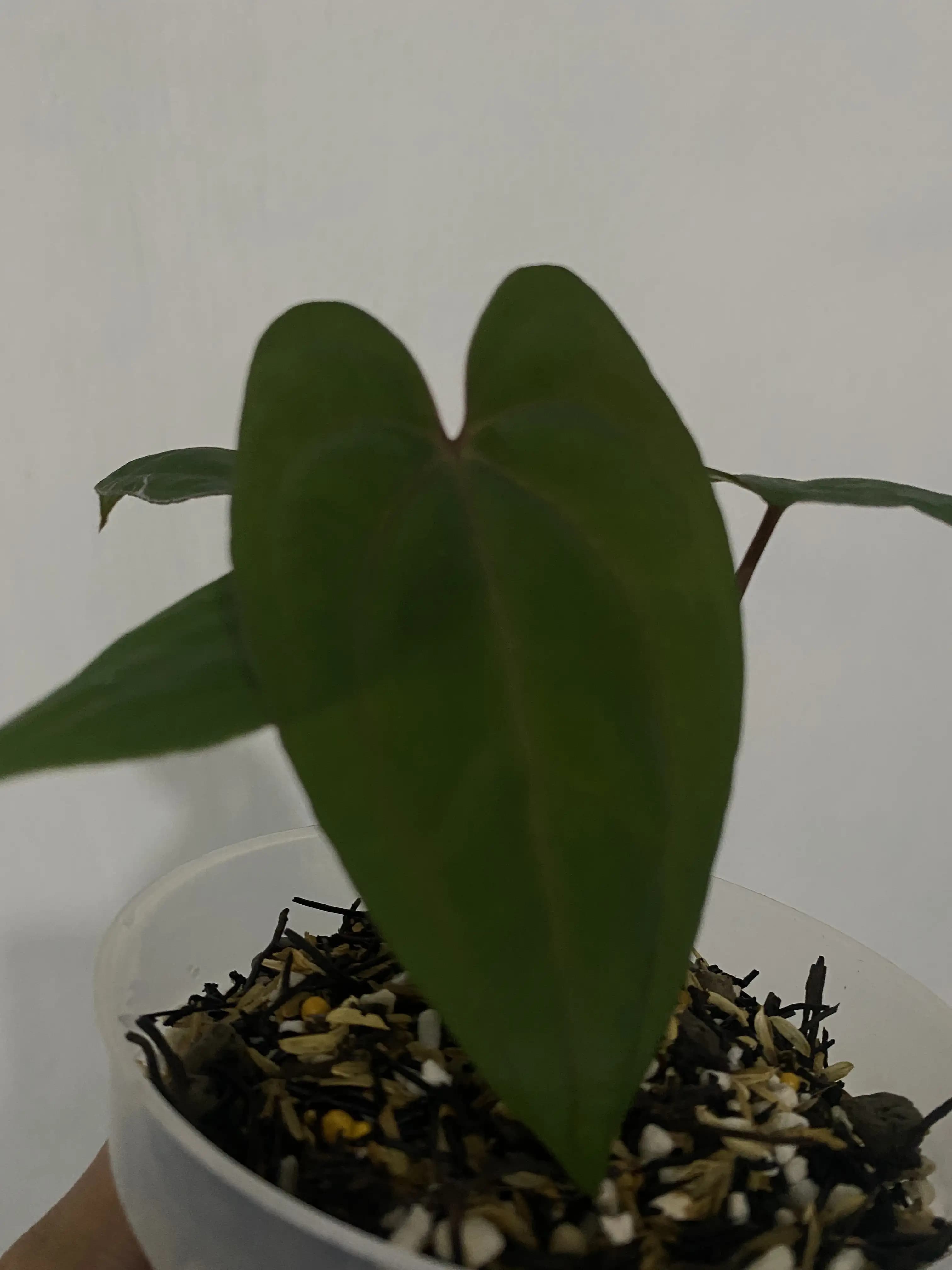 Anthurium Red Vein Dark Phoenix (RVDP) thumbnail 4