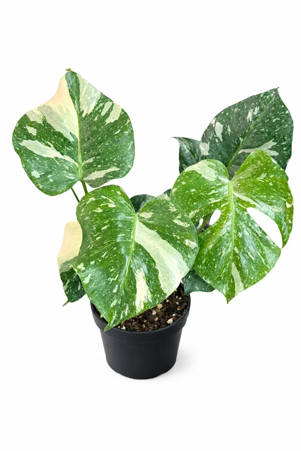 Monstera Thai Constellation
