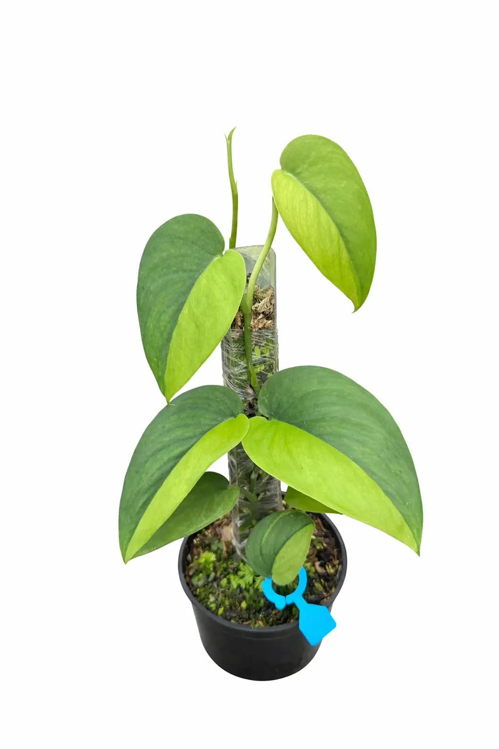 Scindapsus Jade Satin GOG