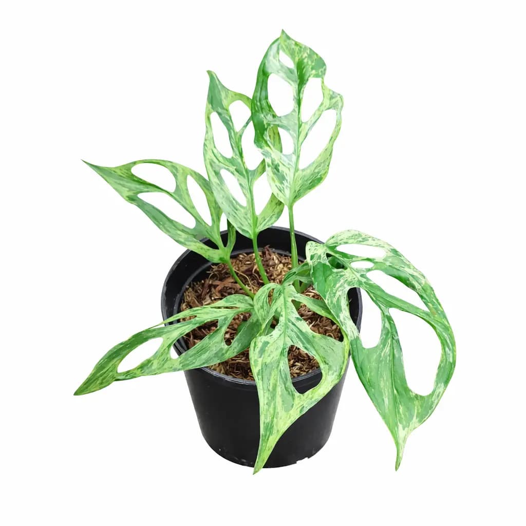 Monstera Adansonii Mint