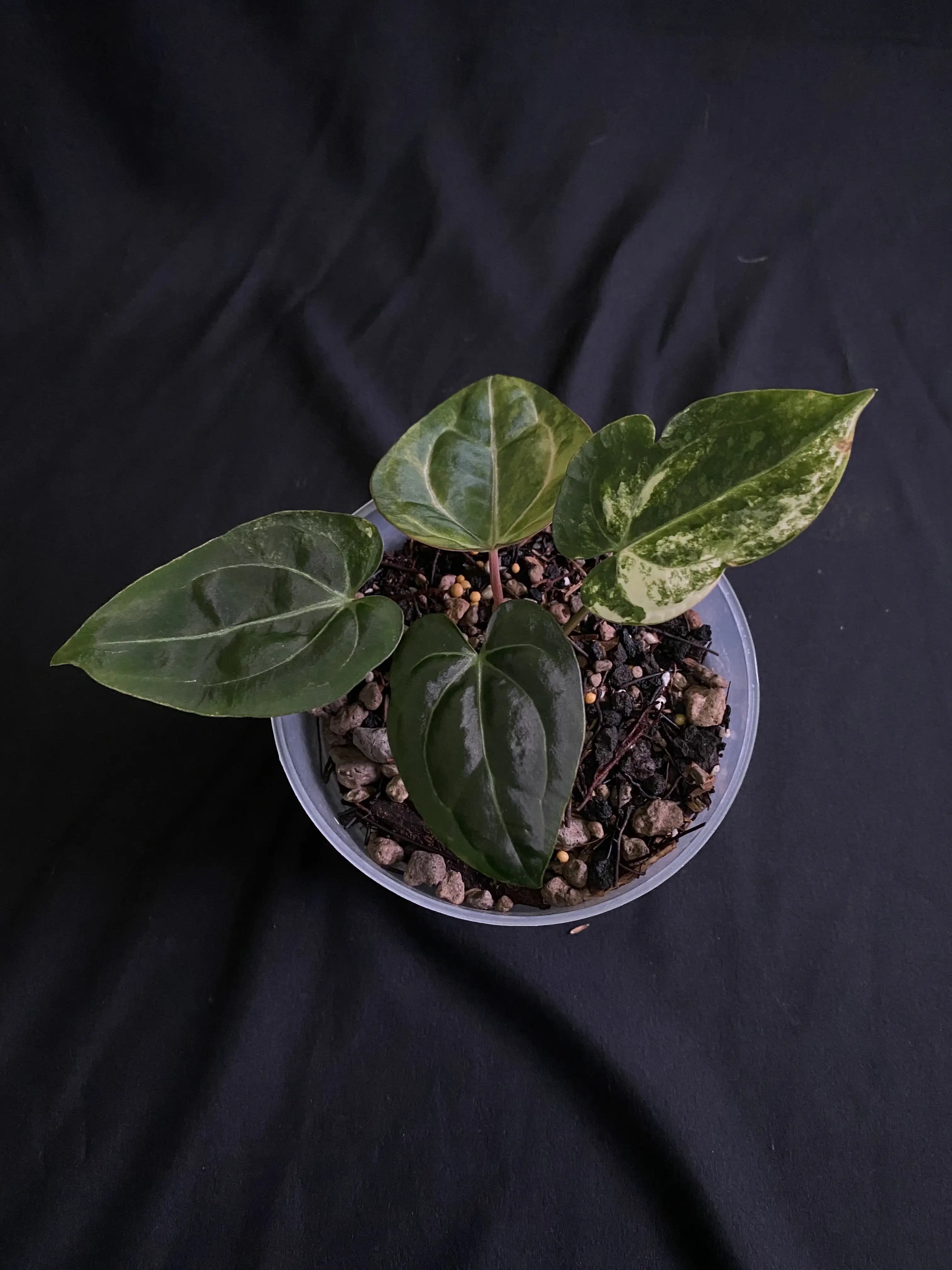 Anthurium Black Venom X Carlablackiae Variegated thumbnail 2