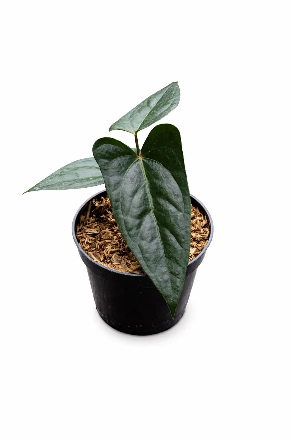 Anthurium Red Portillae X Nigrolaminum