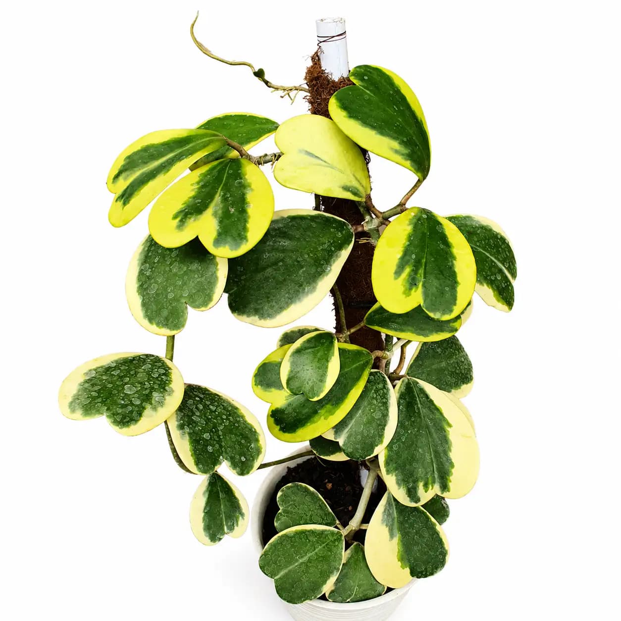 Hoya Kerrii Vairegated