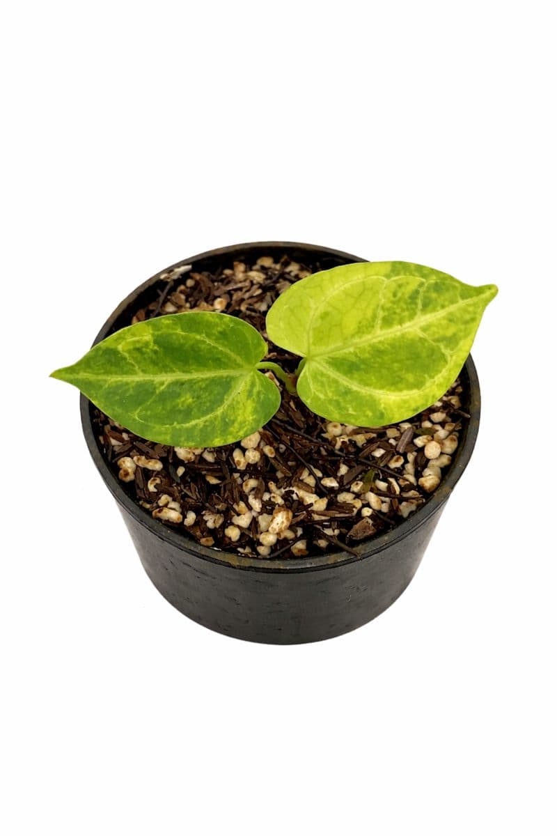 Anthurium Silver Hope Variegated x King of Spades thumbnail 2