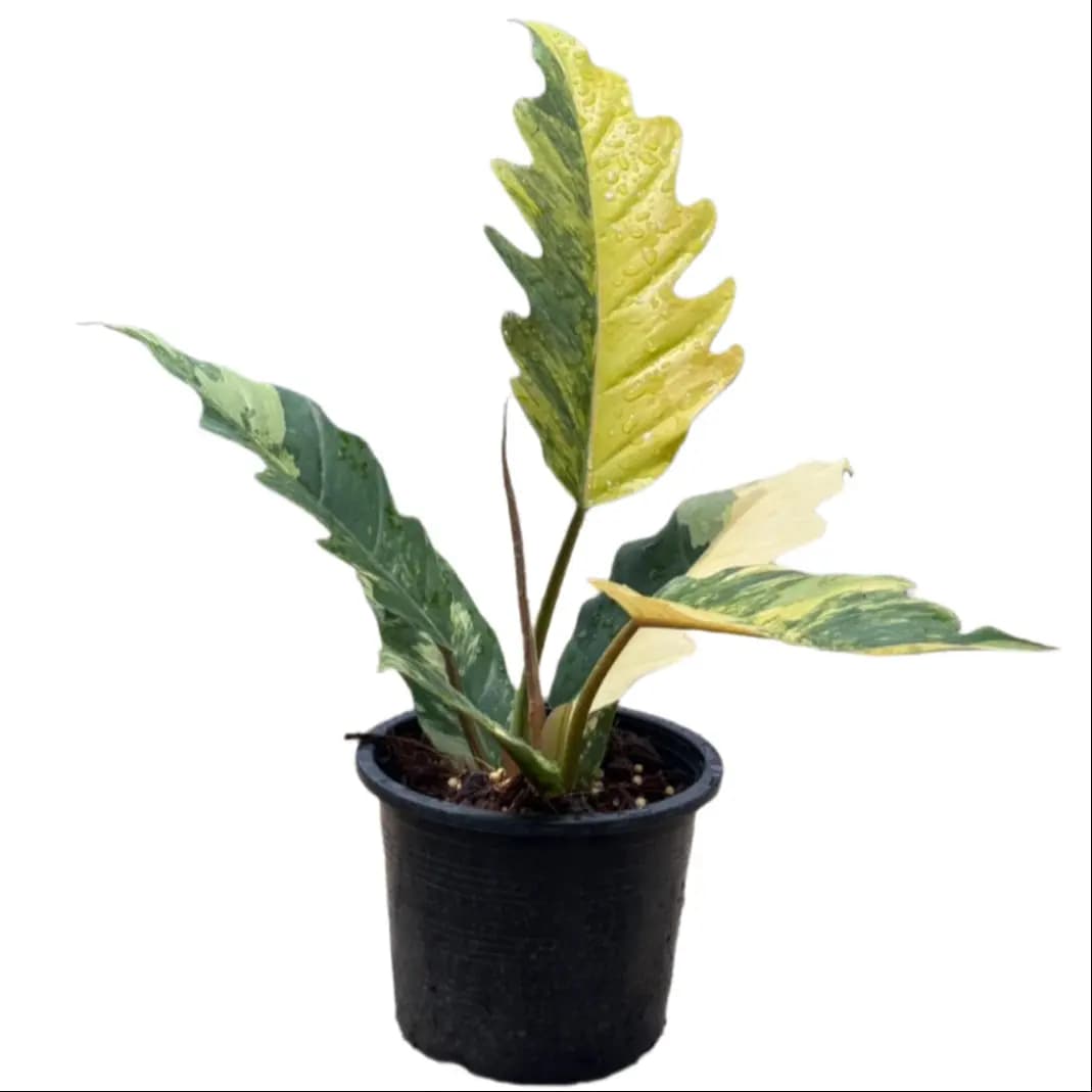 Philodendron Caramel Marble Variegated
