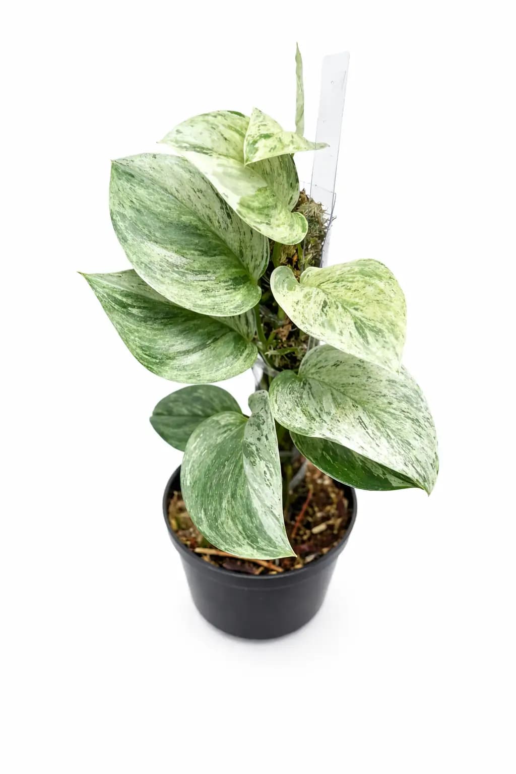 Scindapsus treubii moonlight marble variegated