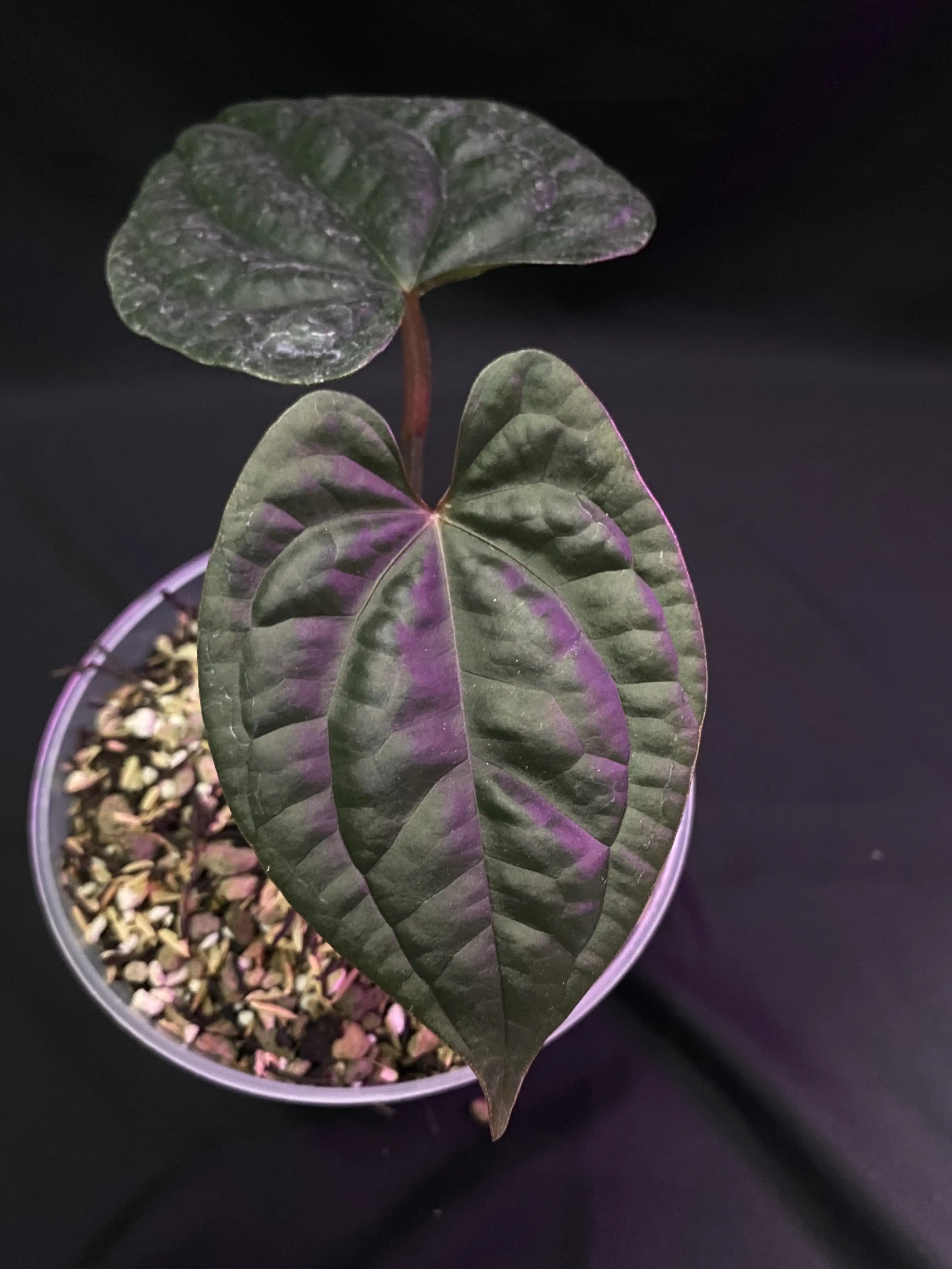 Anthurium red vein dark phoenix x luxurians