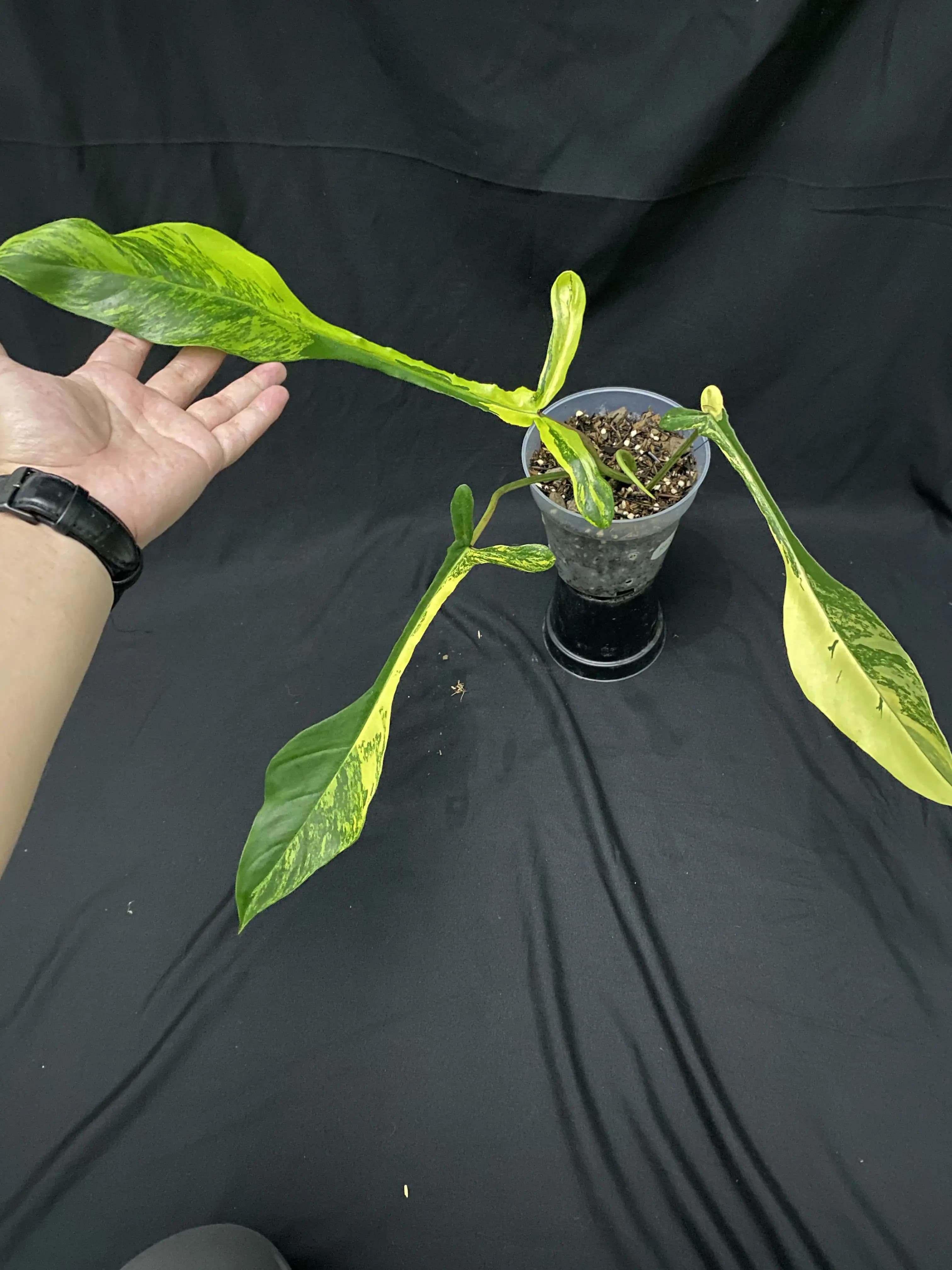 Philodendron Joepii Variegated