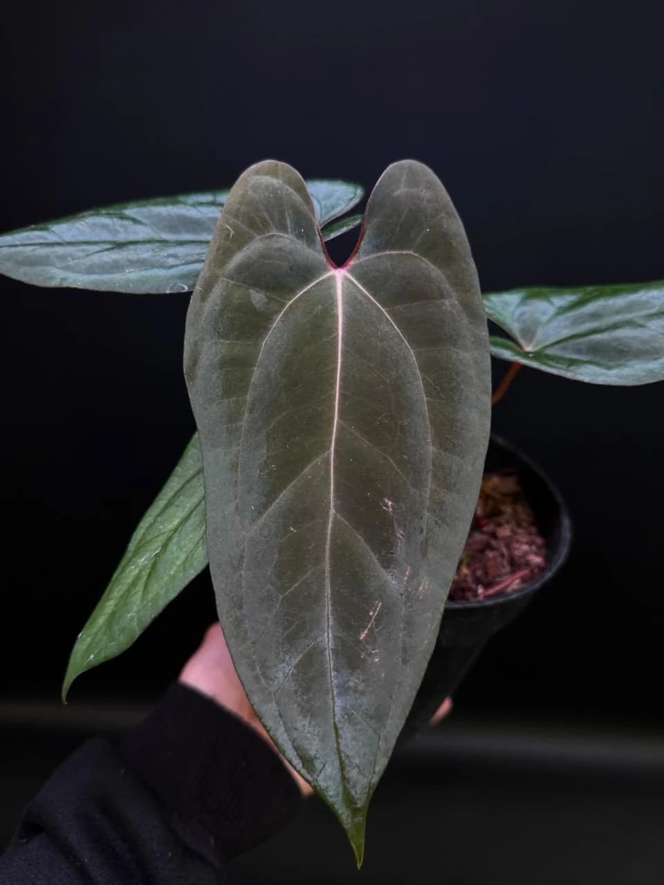 Anthurium Bloody Night x RVDP thumbnail 2