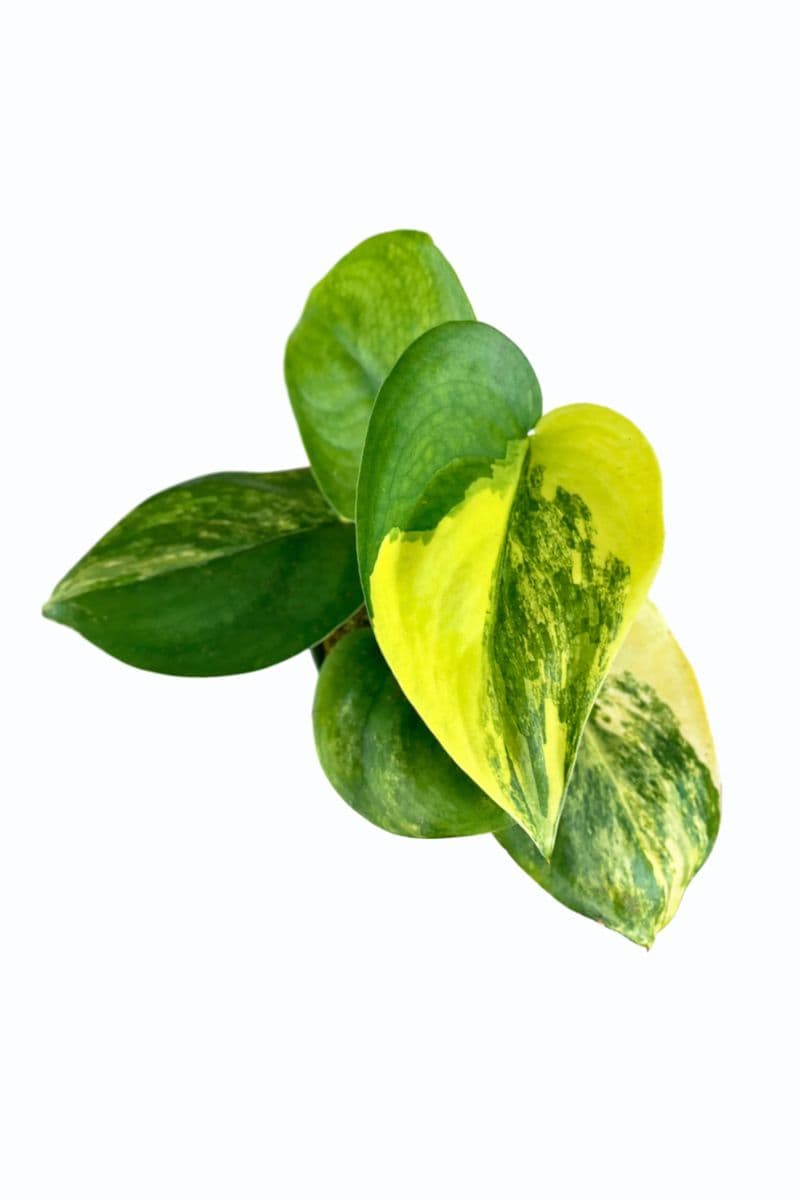 Scindapsus Jade Satin Aurea