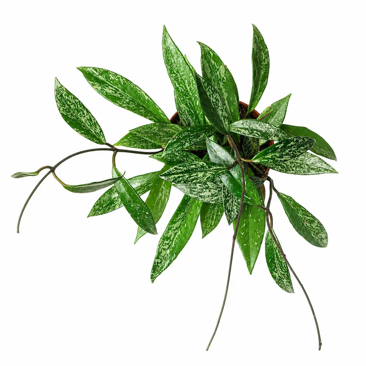 Hoya Pubicalyx Splash