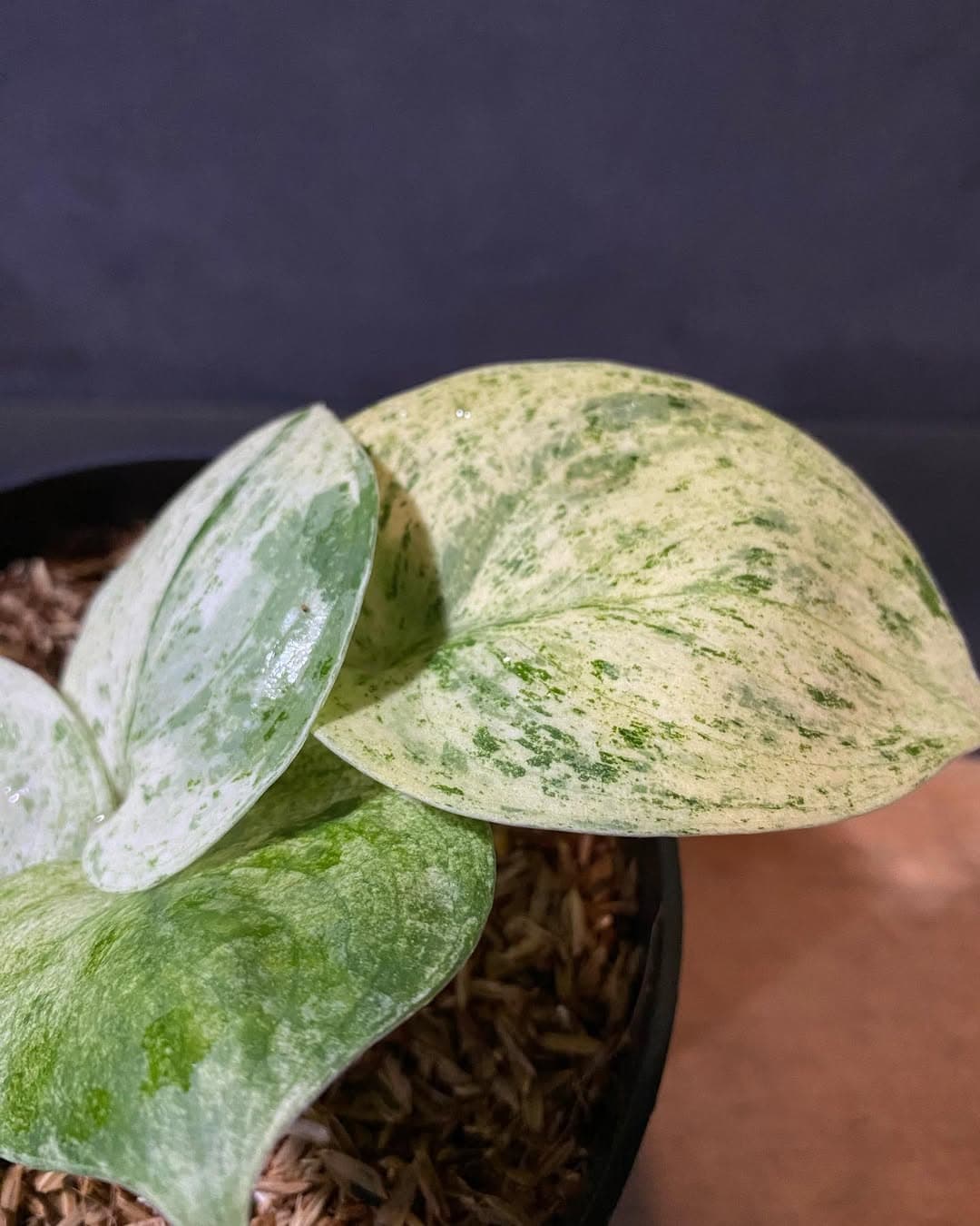 Scindapsus Jade Satin Marble Queen thumbnail 2