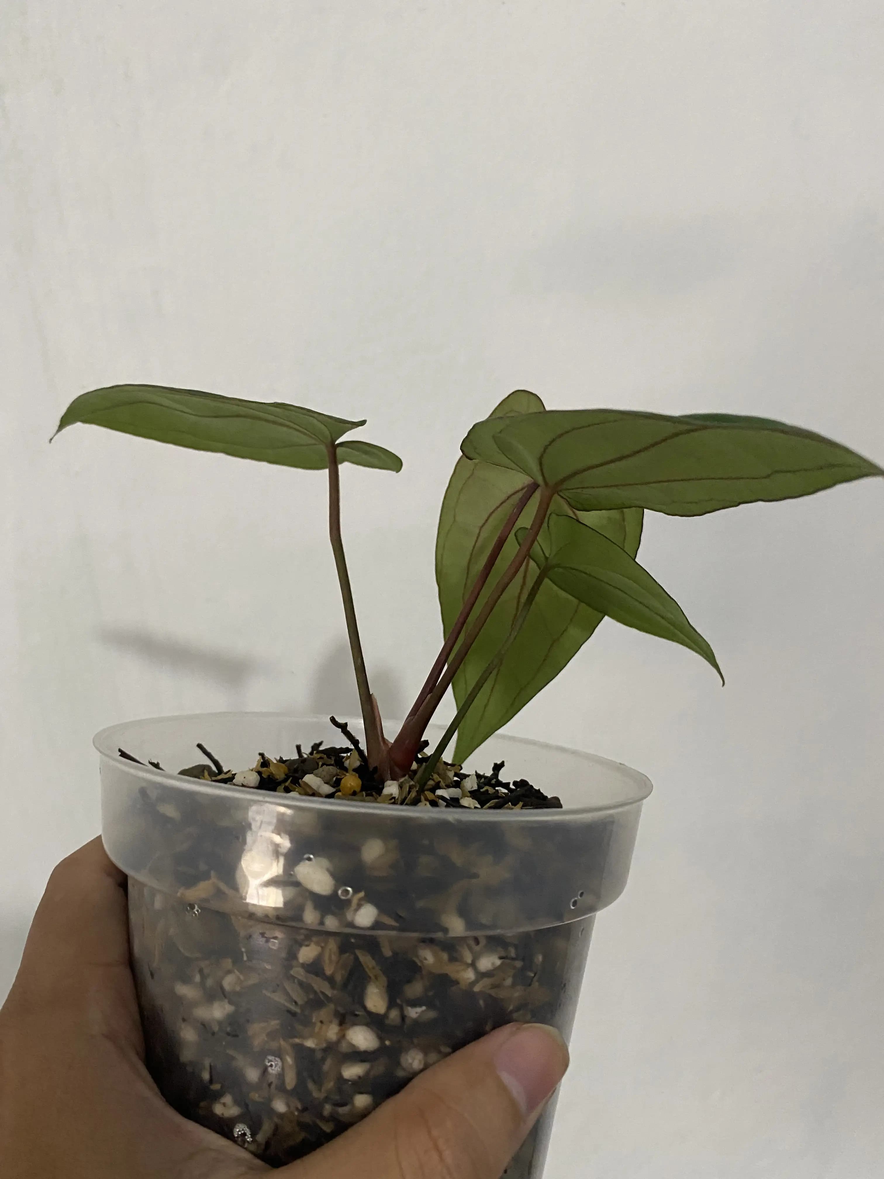 Anthurium Red Vein Dark Phoenix (RVDP) thumbnail 2