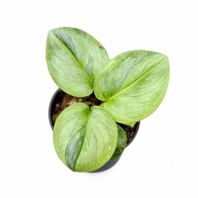 Scindapsus moonlight green on green variegated