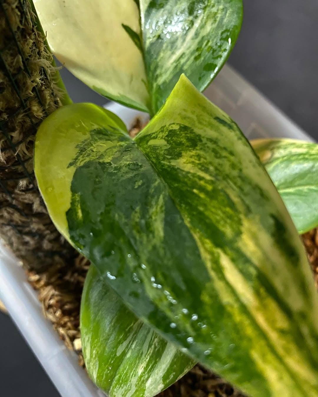 Scindapsus Treubii Aurea thumbnail 3