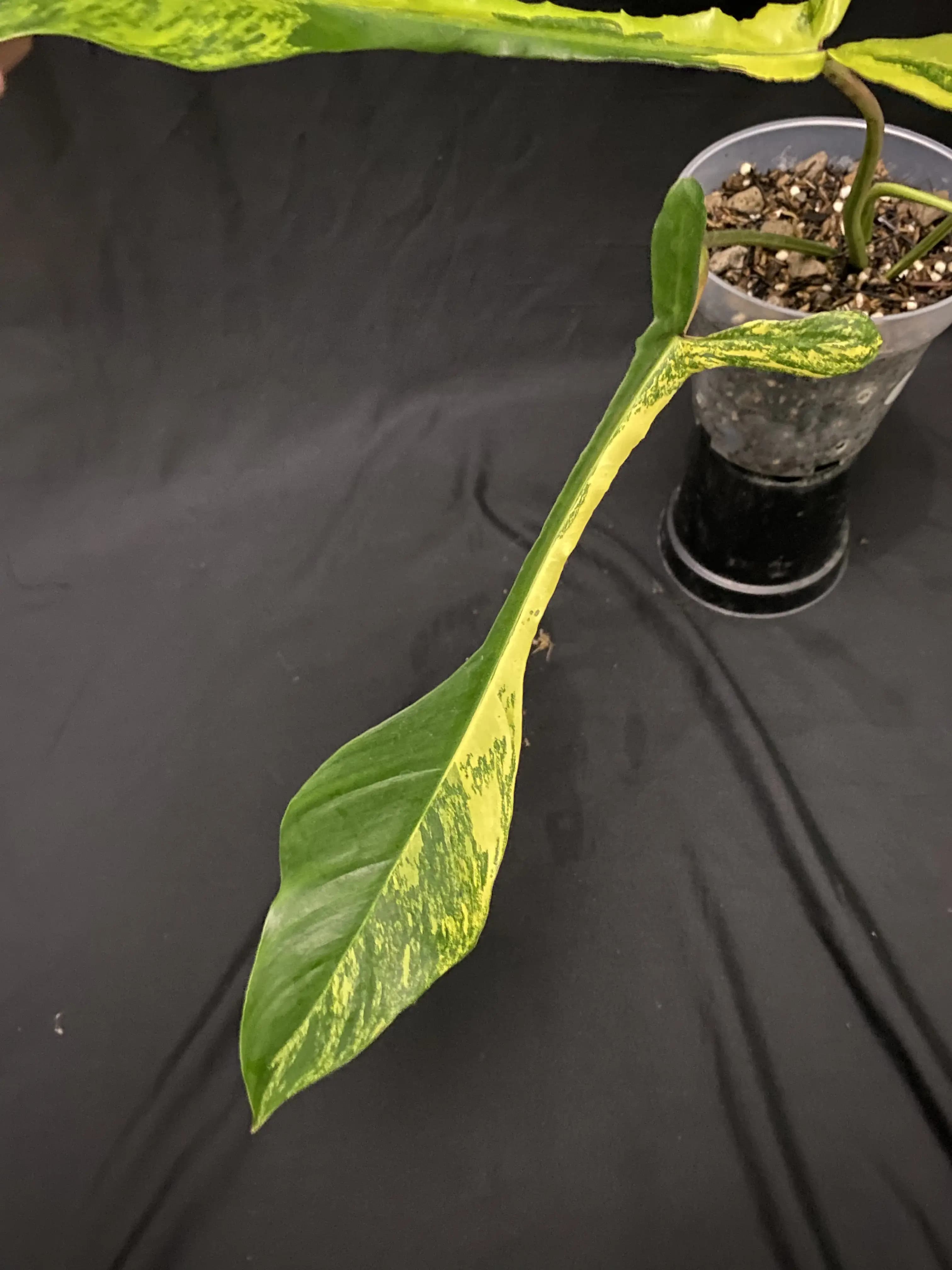 Philodendron Joepii Variegated thumbnail 3