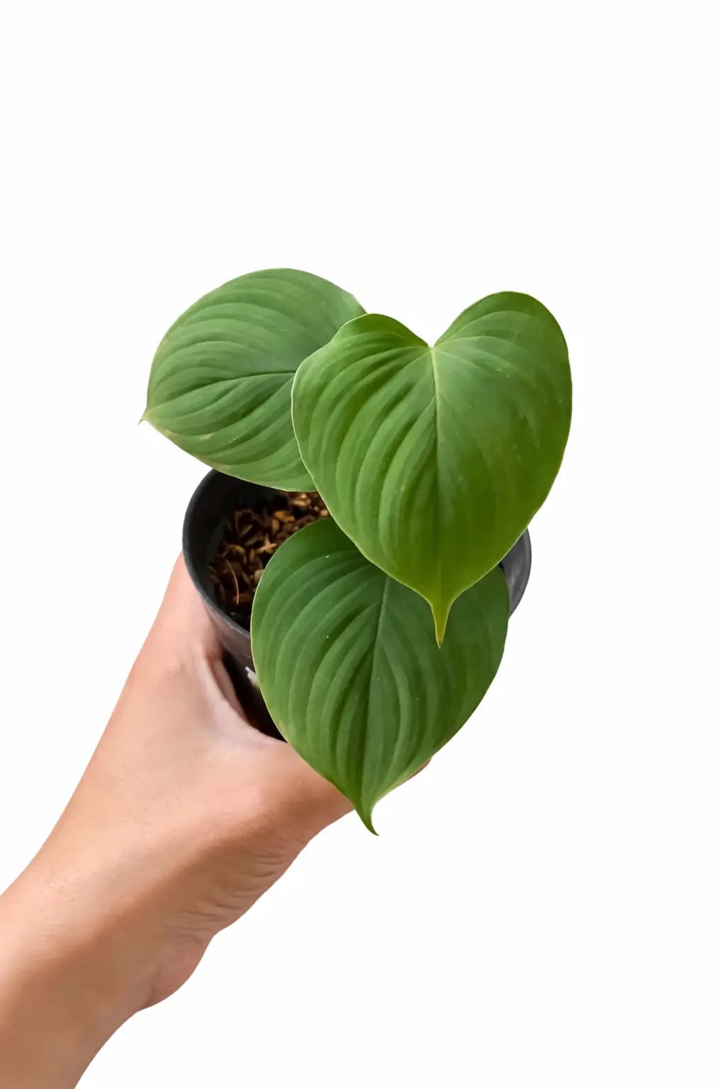 Philodendron Fibraecataphyllum