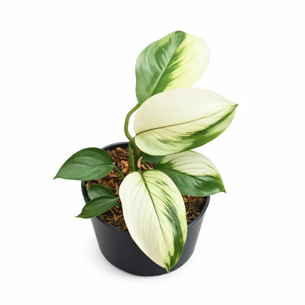 Scindapsus White Monster