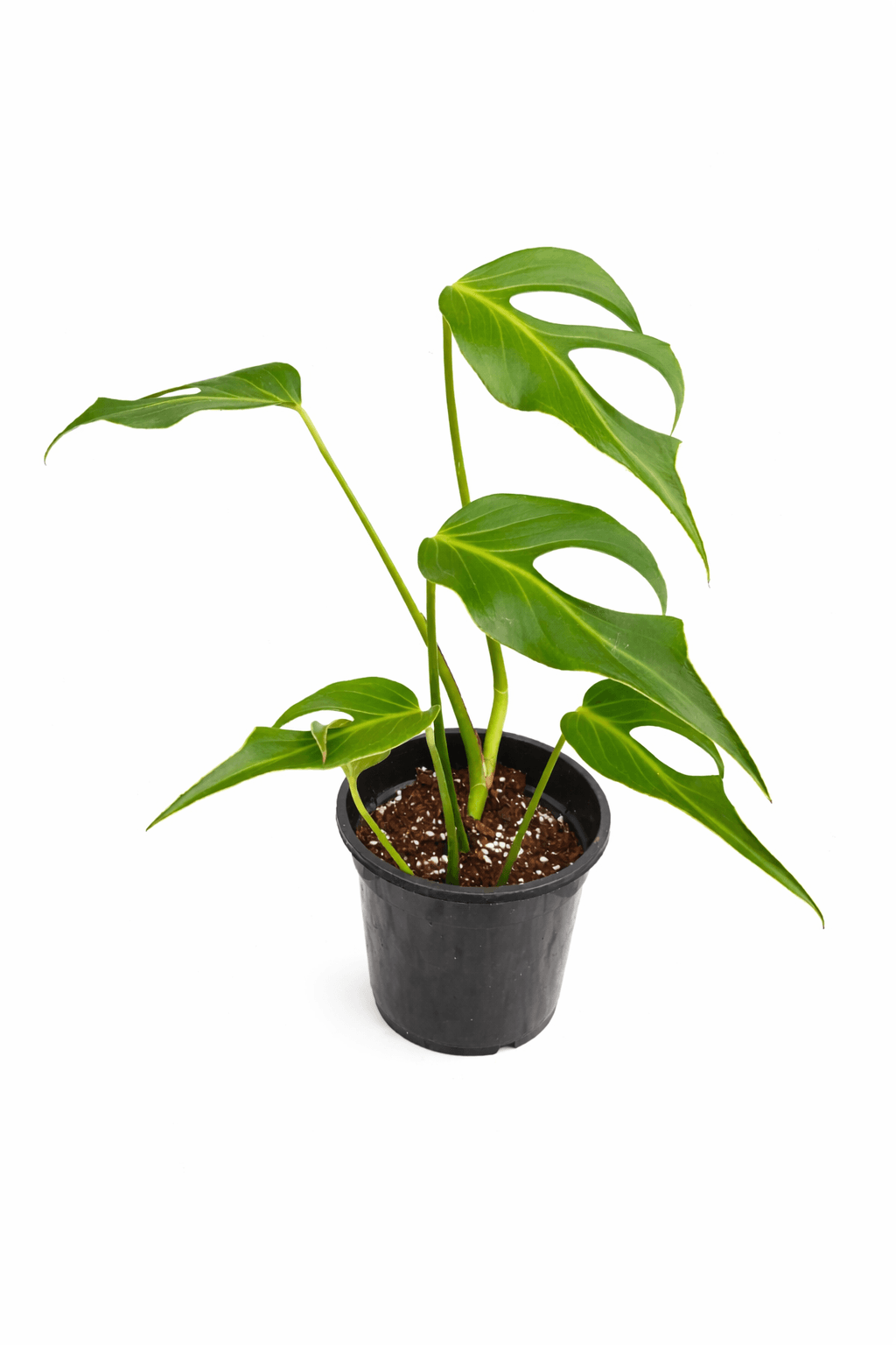 Monstera burle marx flame