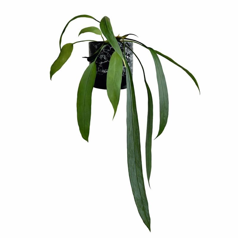 Anthurium Vittarifolium