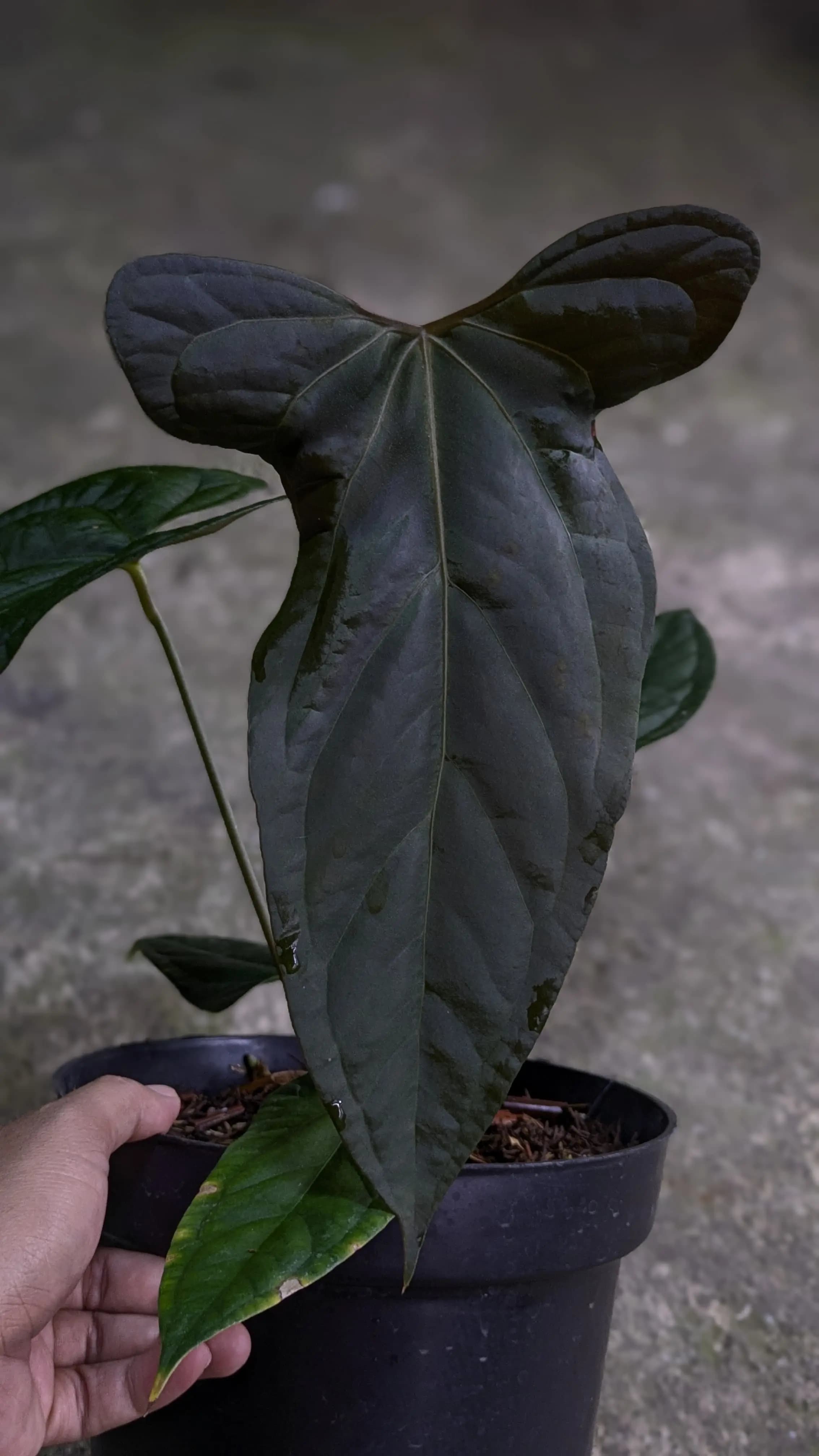 Anthurium SP. Nov thumbnail 2