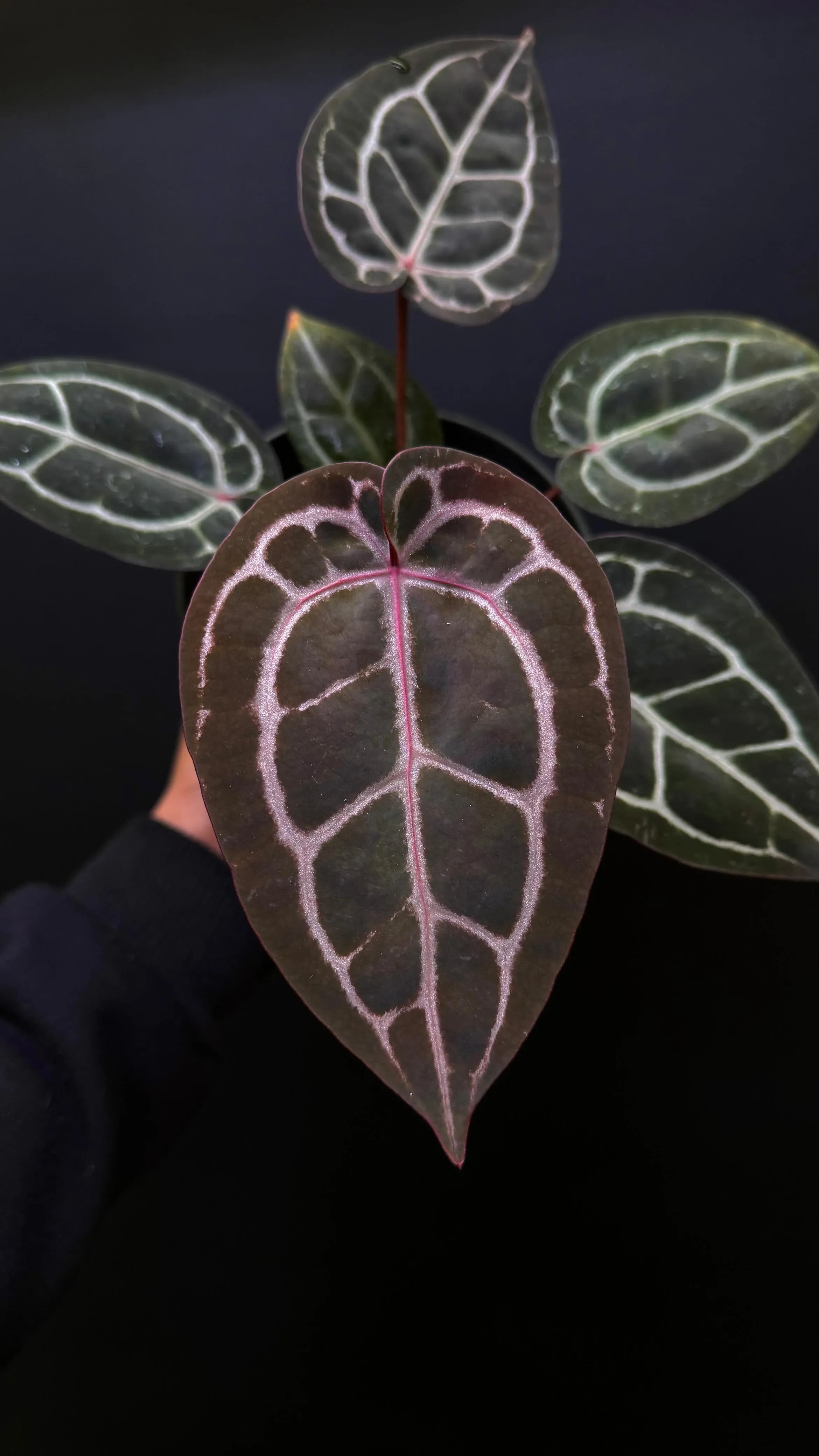 Anthurium Zara Michelle x Michelle