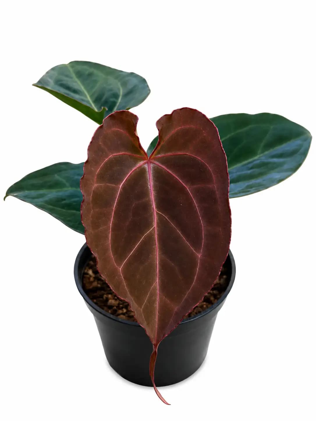 Anthurium Red Spider x Papimuclis