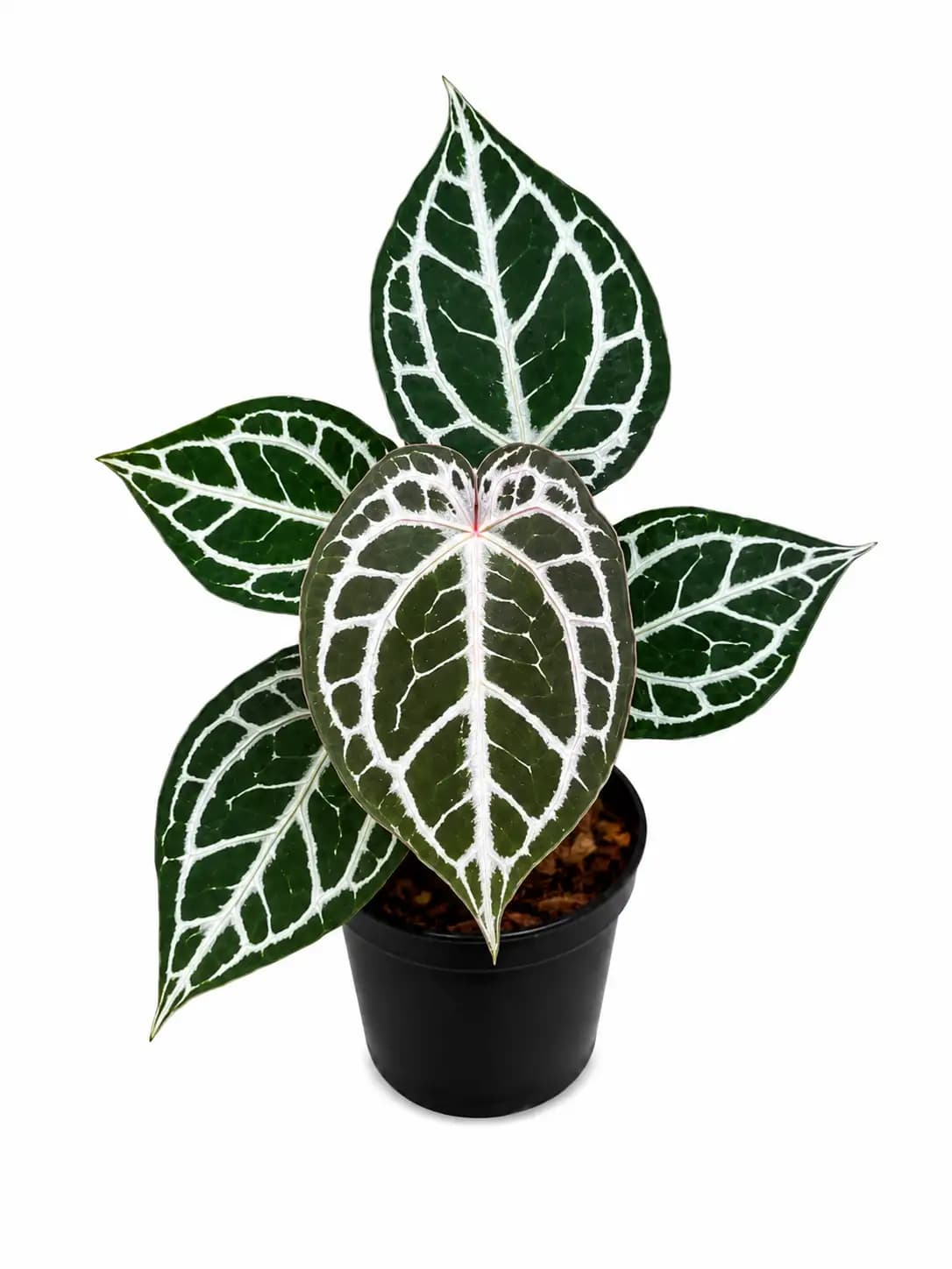 Anthurium Michelle x Angel Dream