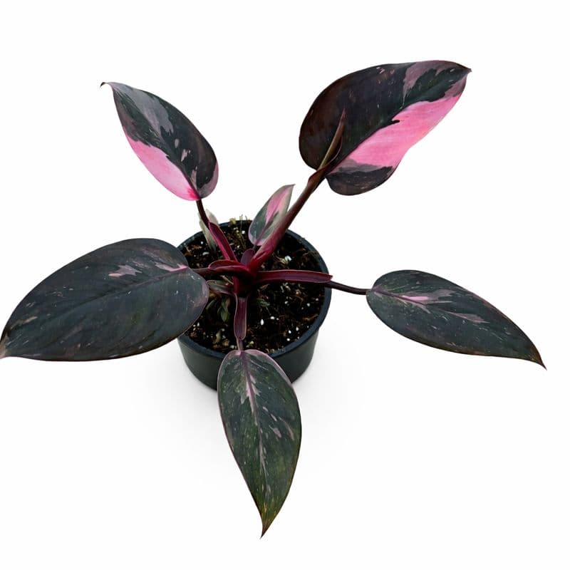 Philodendron Pink Princess