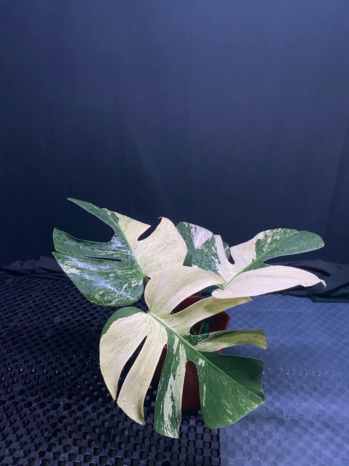 Monstera Jungle Mint Variegated