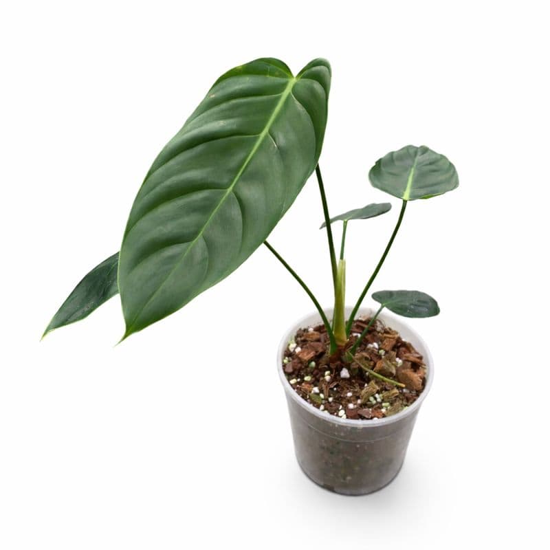 Philodendron Esmeraldense