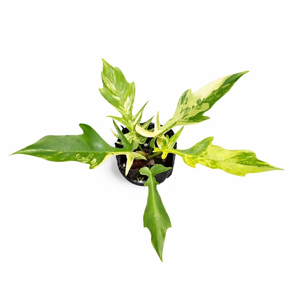 Philodendron Florida Beauty x Tortum Variegated