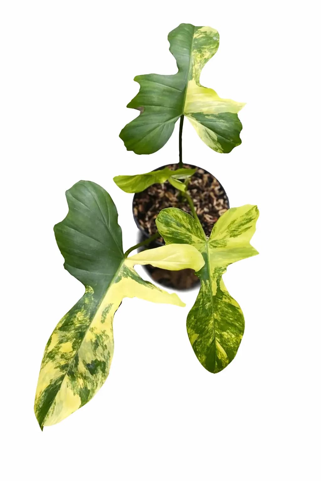 Florida Beauty x Mayoi