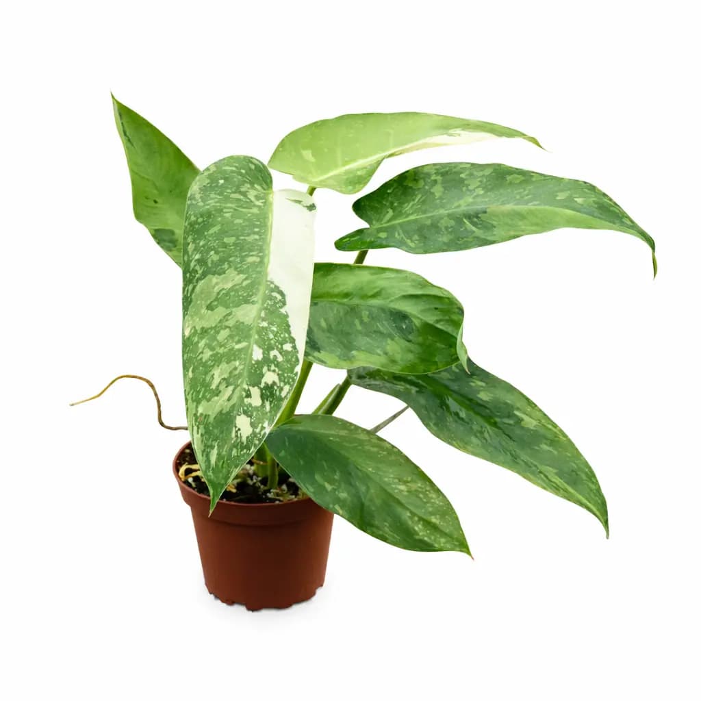 Philodendron Jose Buono Variegated