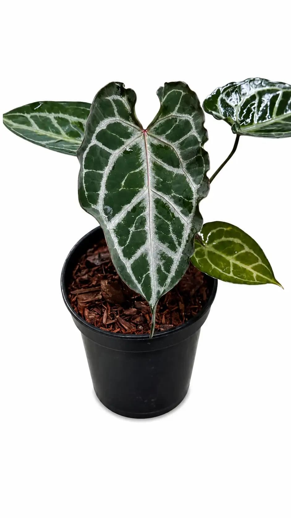 Anthurium Michelle x Papimuclis