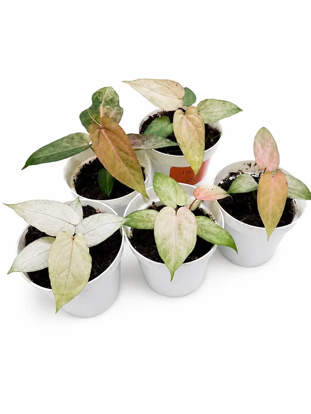 Anthurium Blue Papillilaminum Mint