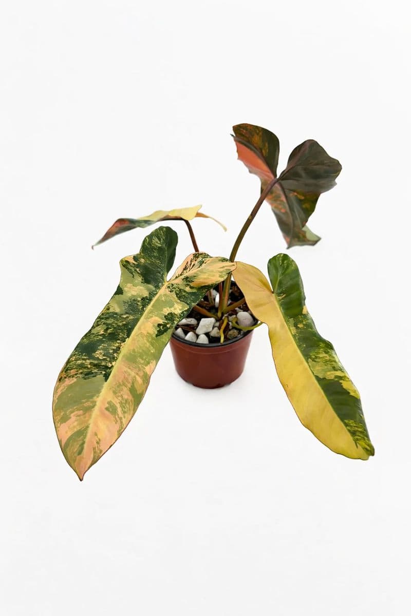 Philodendron Brown Beauty Variegated (Florida Beauty x Billietiae x Atabapoense)
