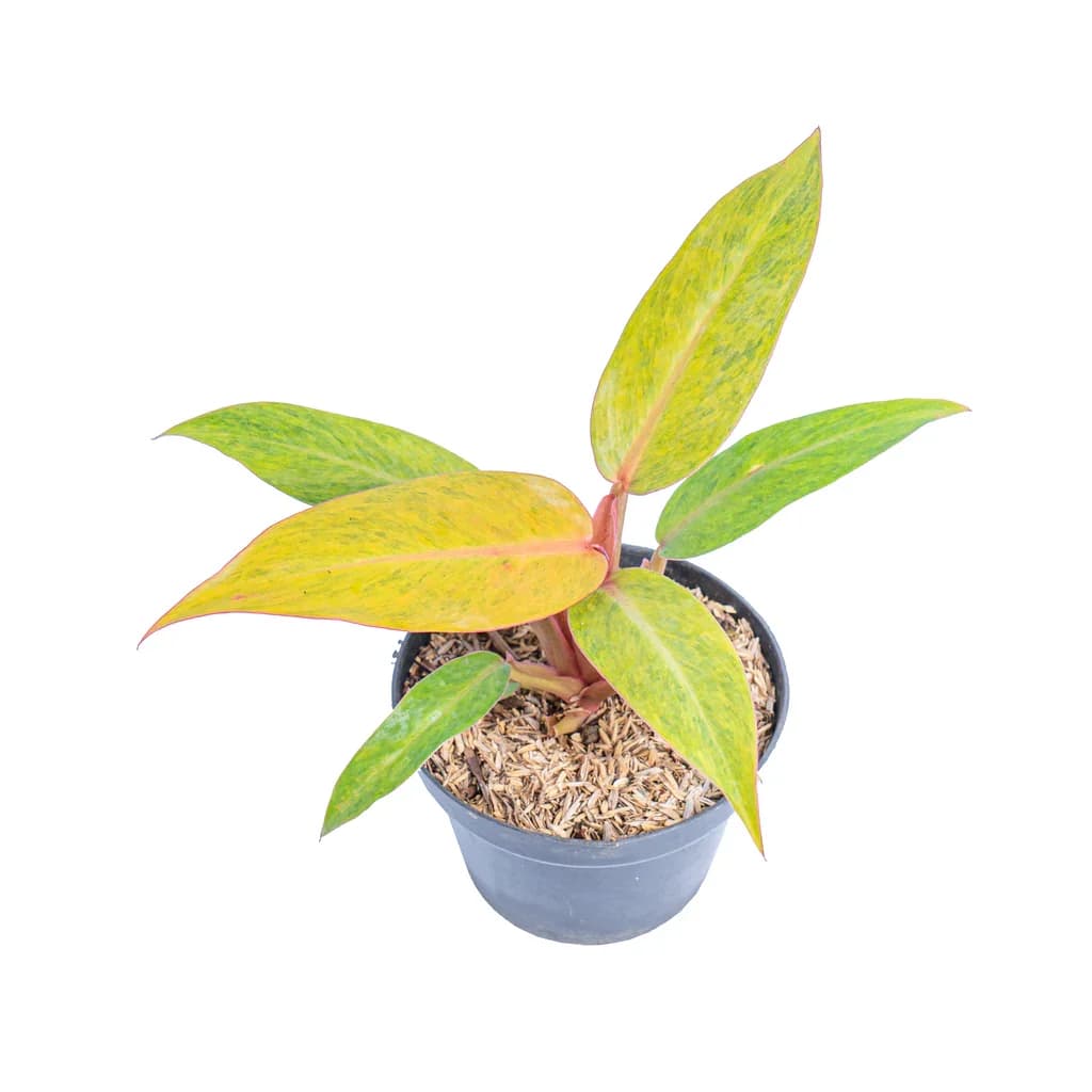 Philodendron Orange Marmalade