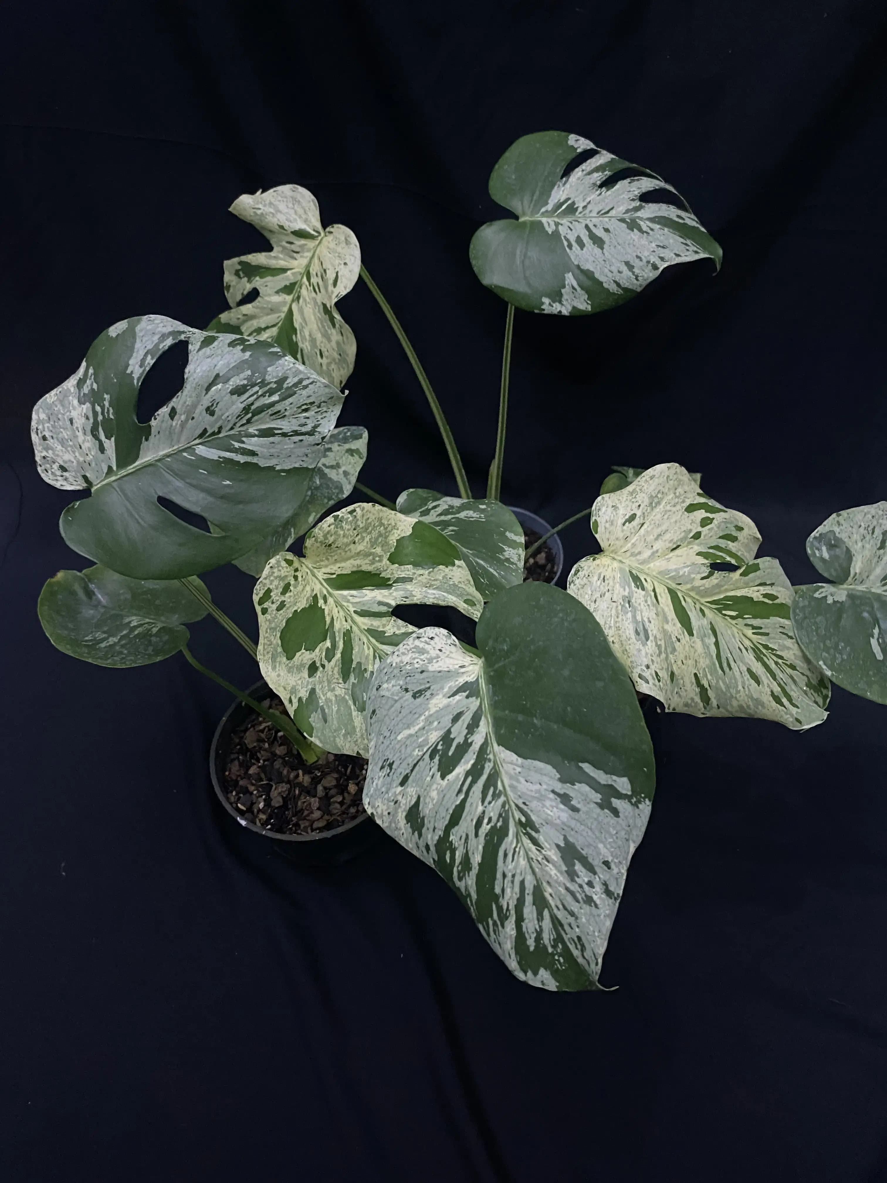 Monstera Bulbasaur
