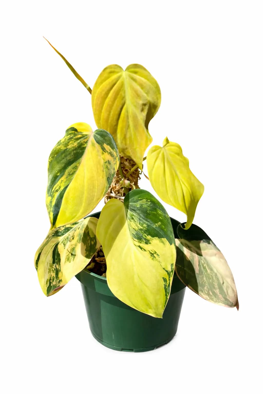 Philodendron Micans Aurea Variegated